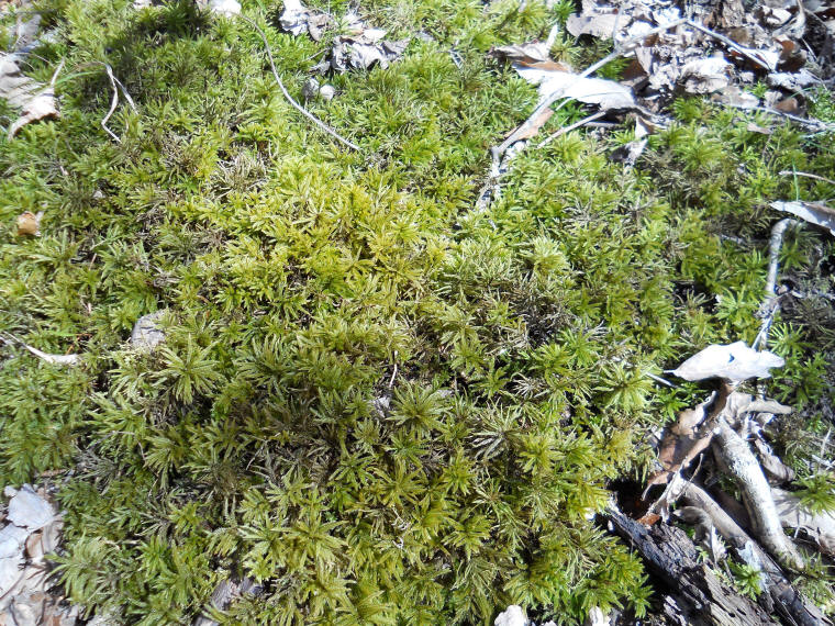 moss-sphagnum-04