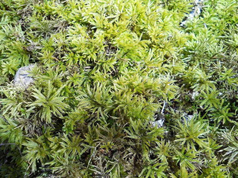 moss-sphagnum-07