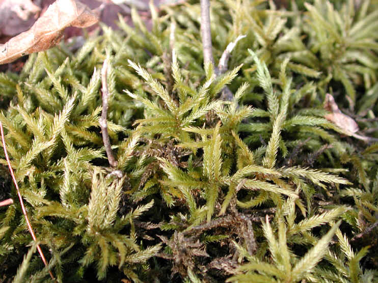 moss-sphagnum2.jpg