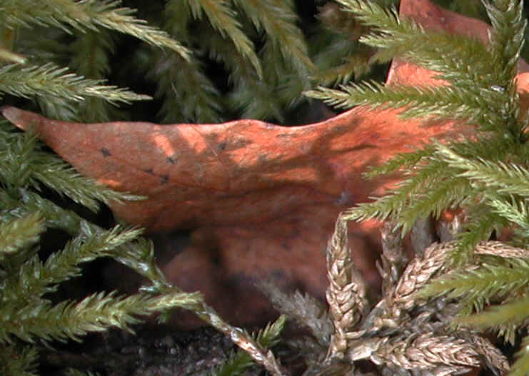 moss-sphagnum3.jpg