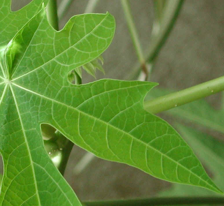 papaya-02a