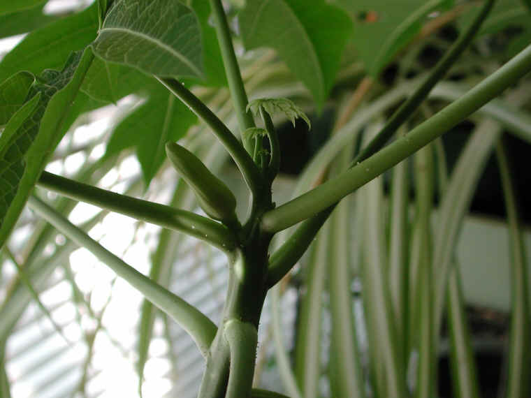 papaya-03