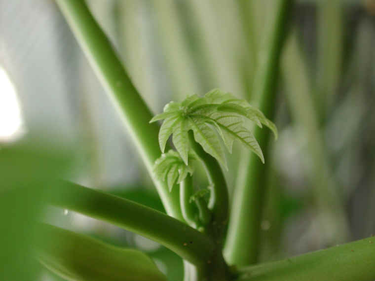 papaya-04