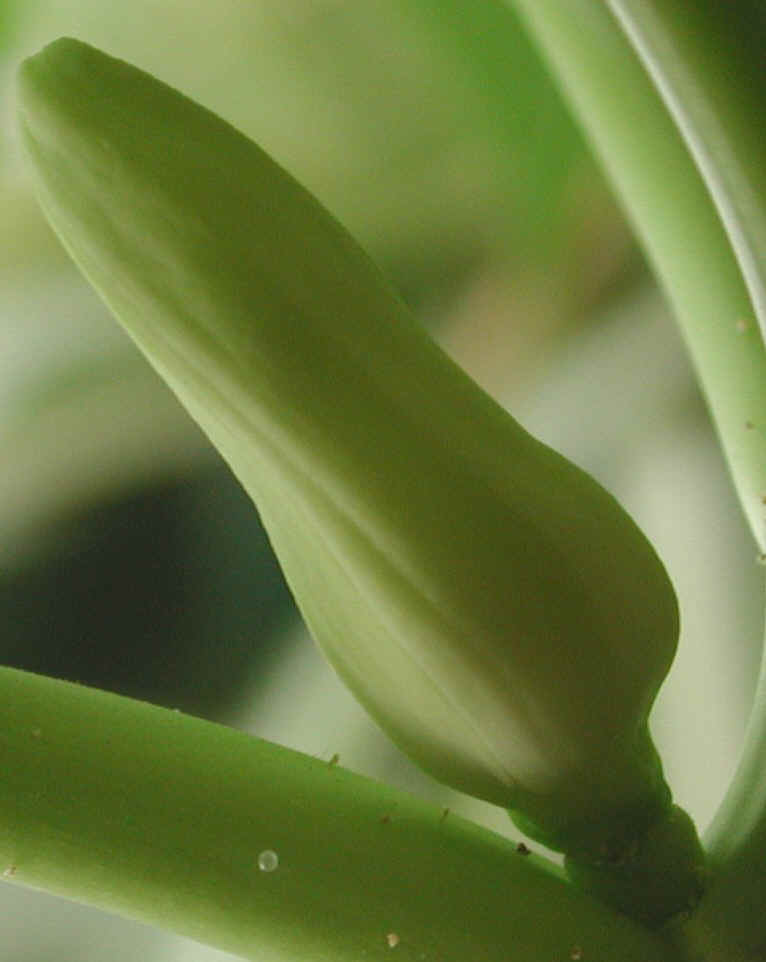 papaya-05a