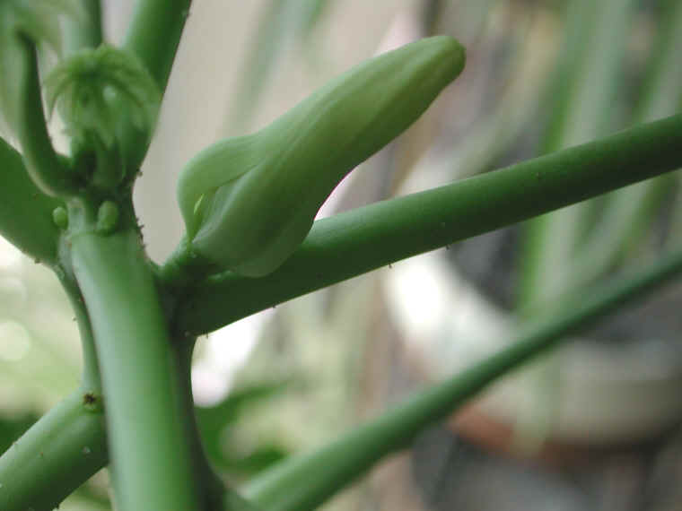 papaya-06