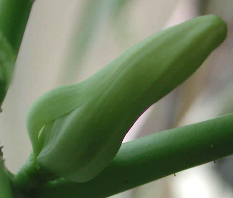 papaya-06a