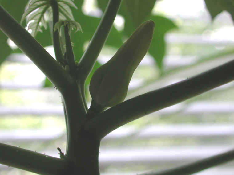 papaya-07