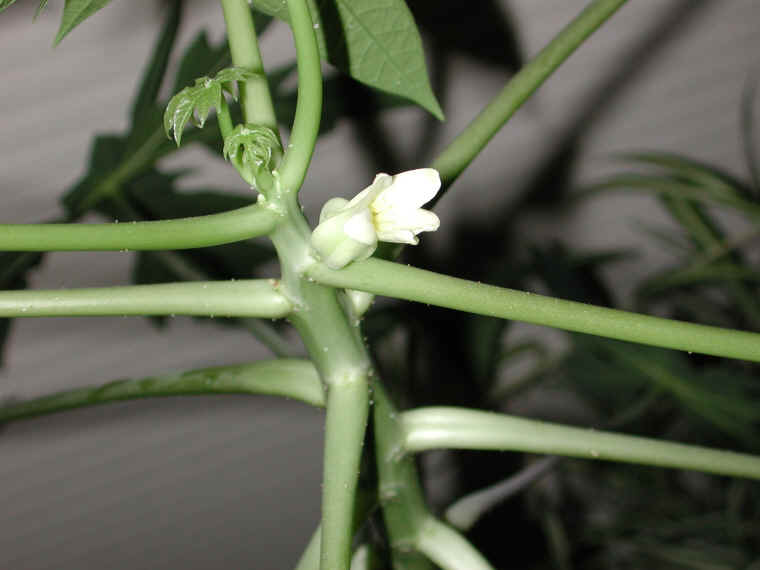papaya-09