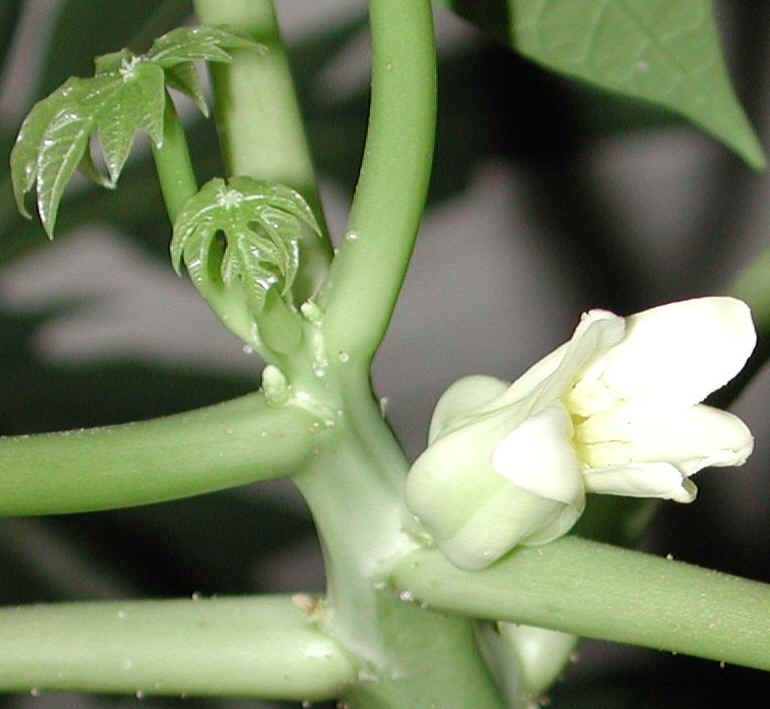 papaya-09a