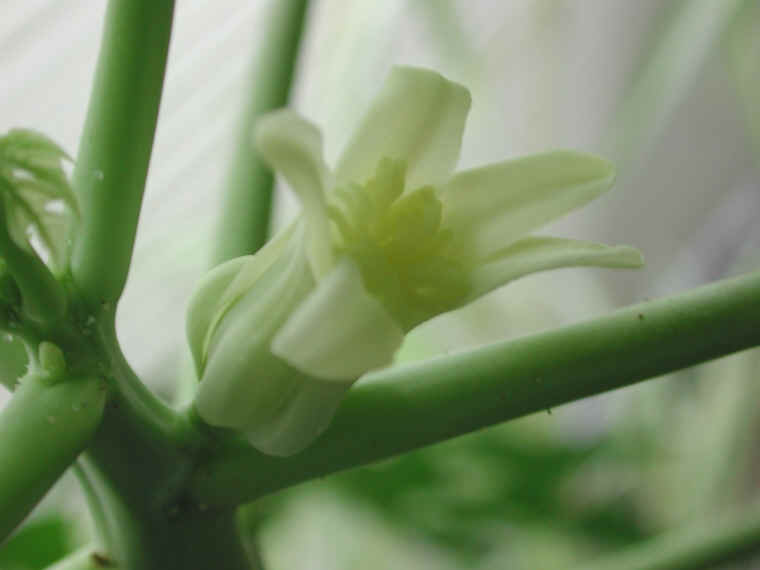 papaya-11