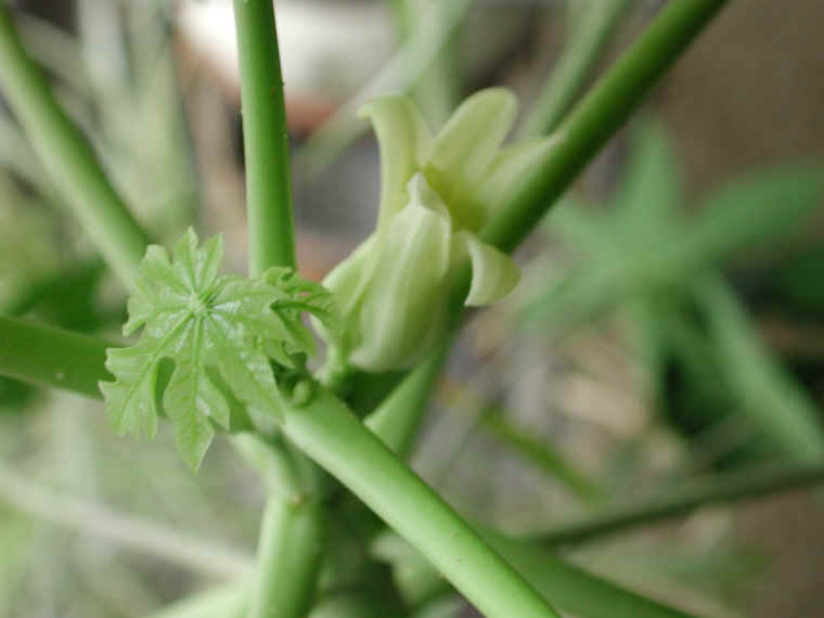 papaya-12