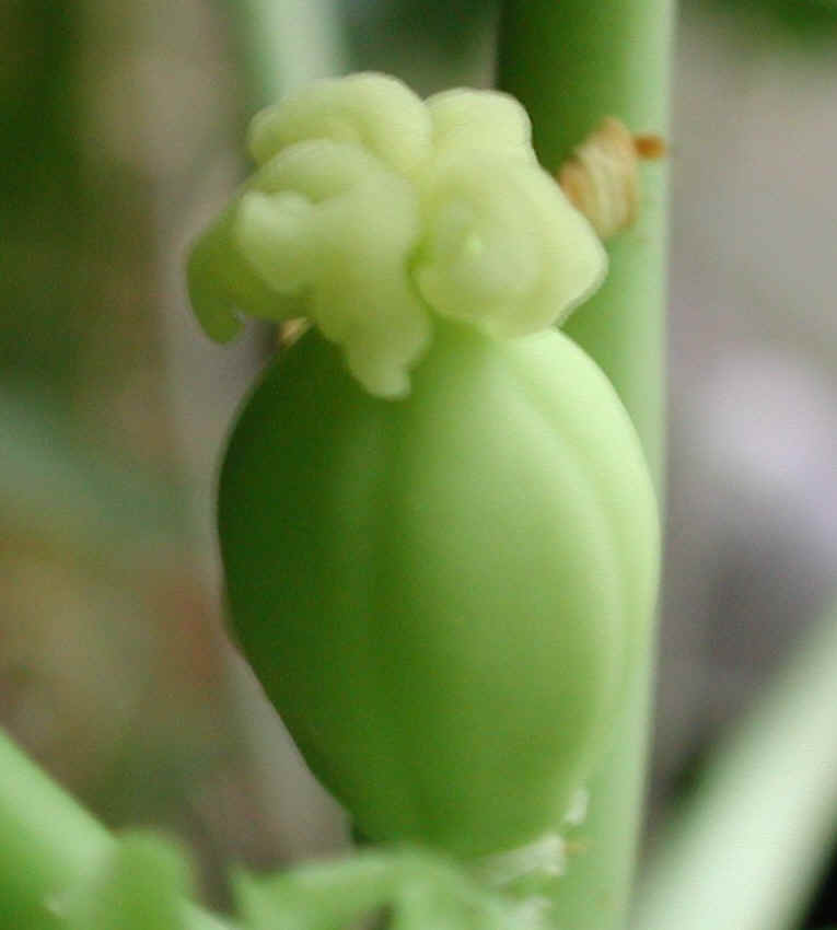 papaya-13a
