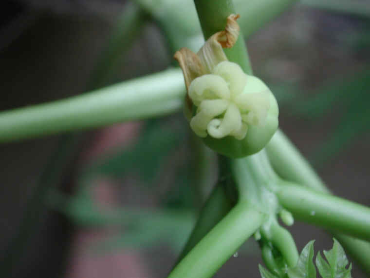 papaya-14