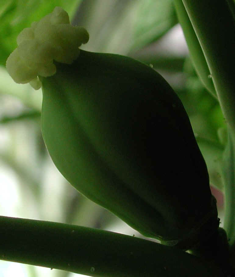 papaya-16a