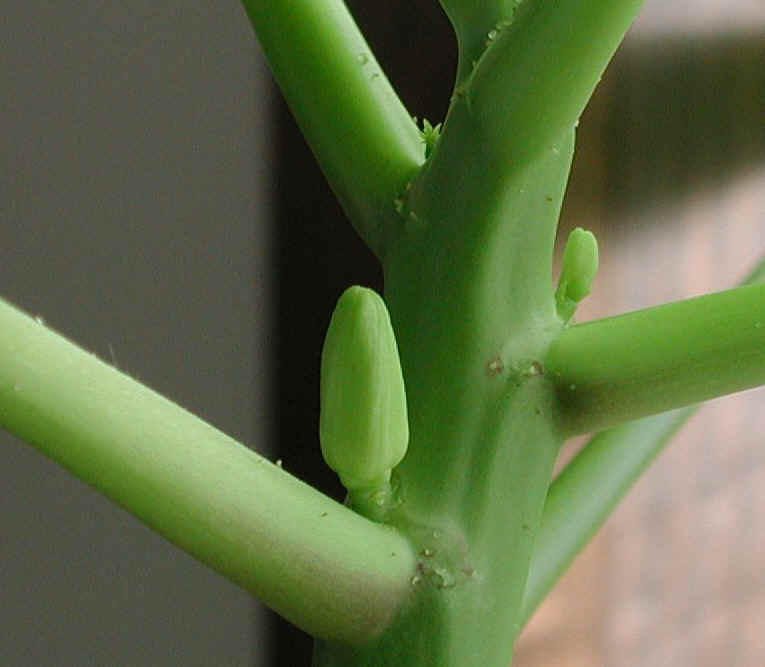 papaya-19a