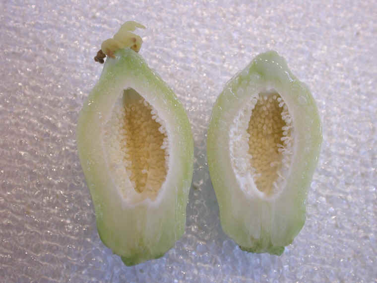 papaya-21