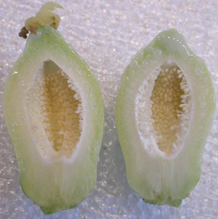 papaya-22