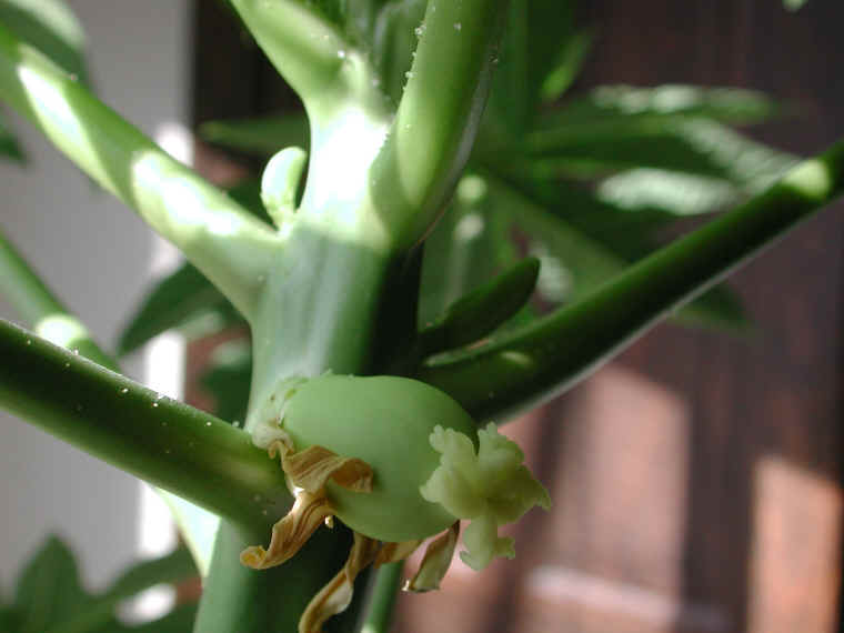 papaya-25