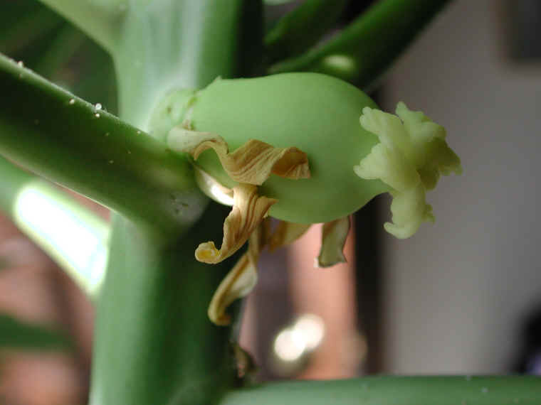 papaya-26