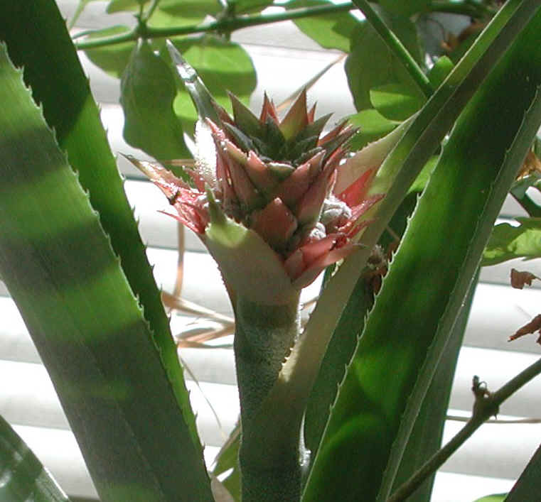 pineapple-03a