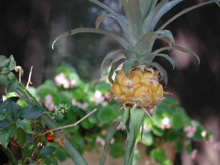pineapple-11