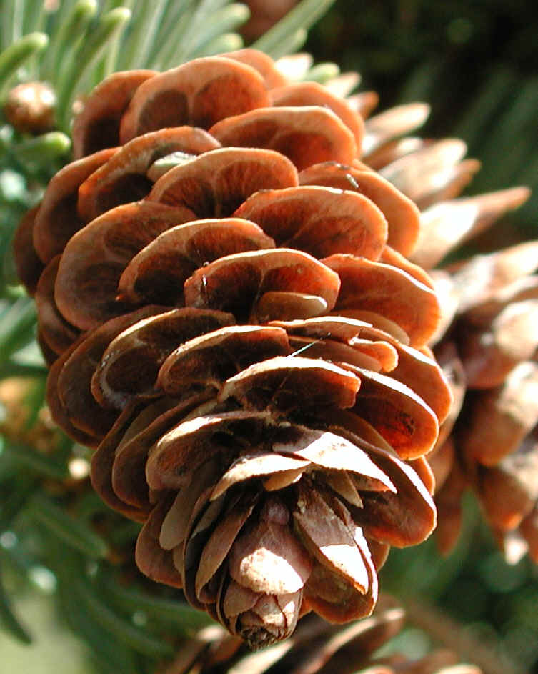 spruce-conval.jpg (715223 bytes)