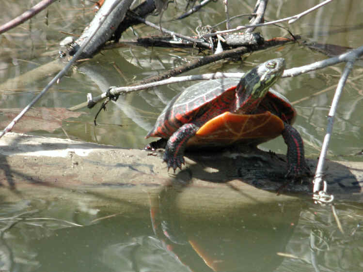 Turtles of Sleepy Hollow Lake - 03
