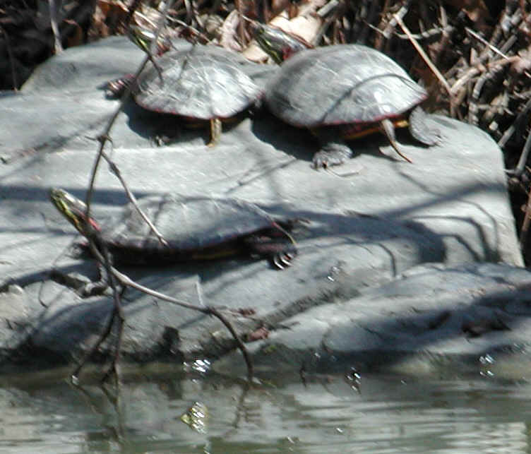 Turtles of Sleepy Hollow Lake - 06