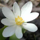 wfshl-bloodroot.jpg (31939 bytes)