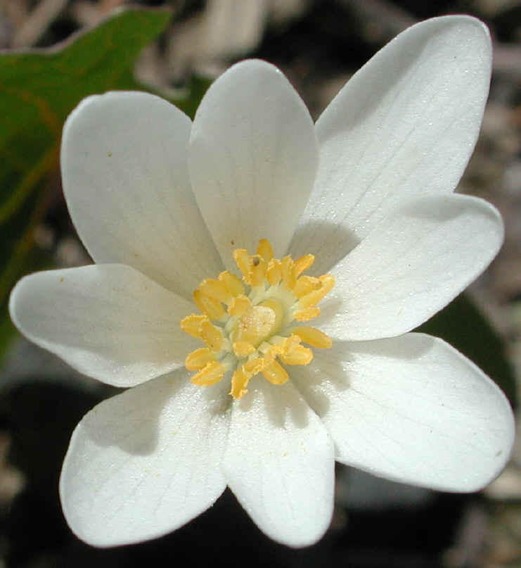 Bloodroot (Sanguinaria canadensis) - 02