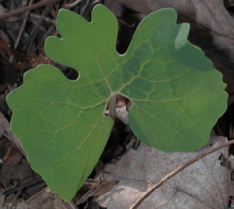 Bloodroot (Sanguinaria canadensis) - 03