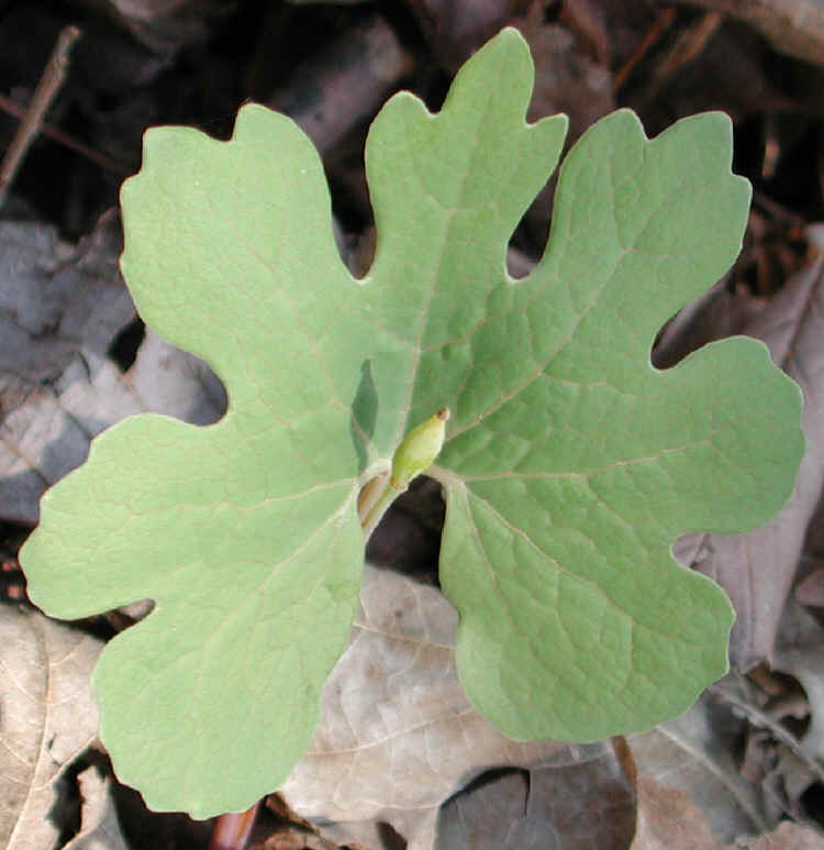 Bloodroot (Sanguinaria canadensis) - 04