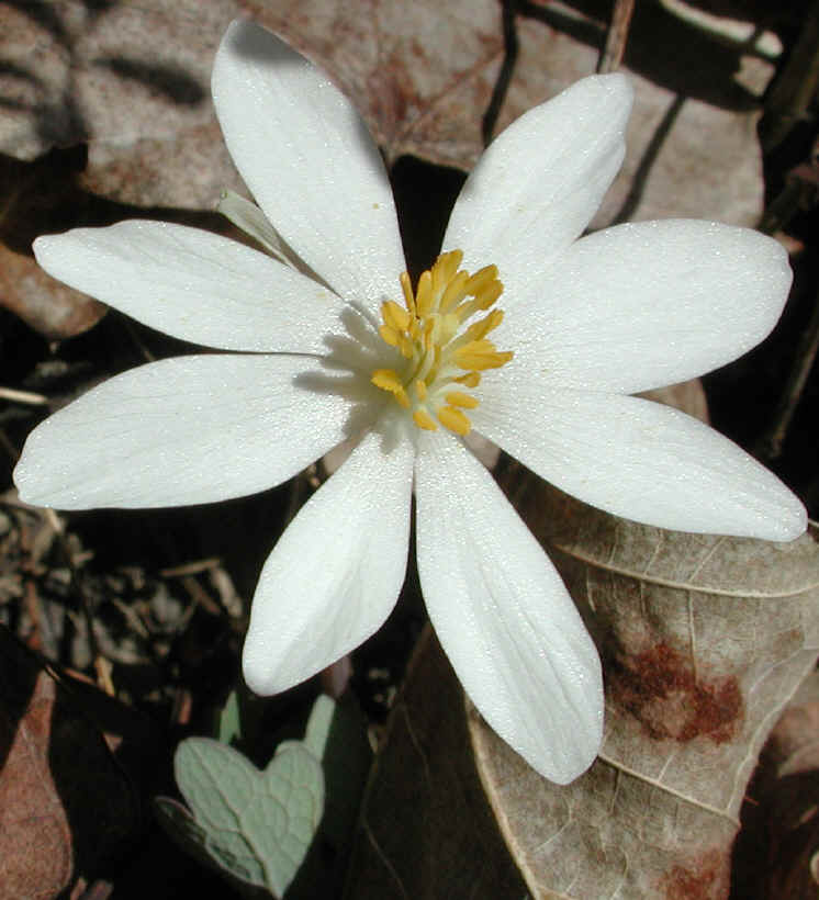 Bloodroot (Sanguinaria canadensis) - 06