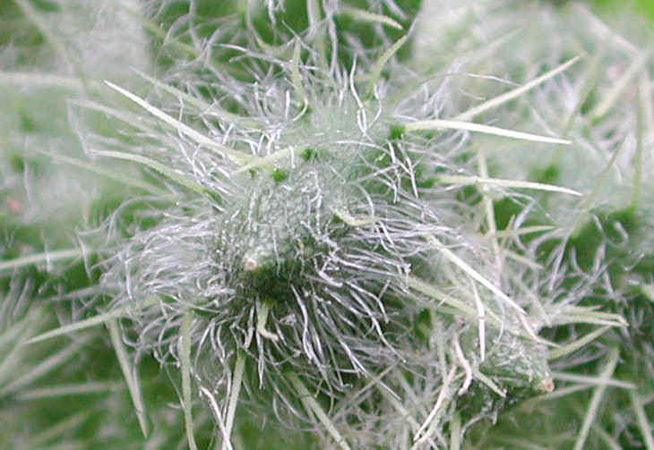 Bur-Cucumber (Sicyos angulatus) - 04