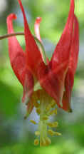 wfshl-columbine1.jpg (67562 bytes)