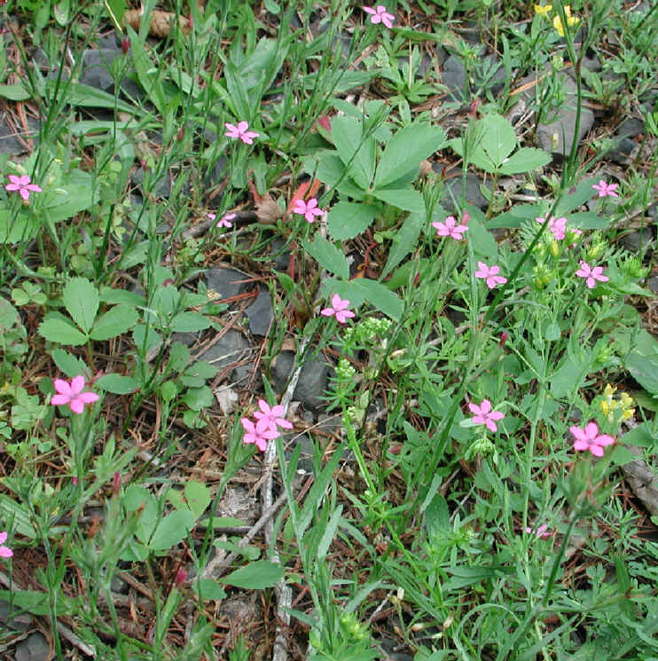 Deptford Pink - Maiden Pink (Dianthus armeria) - 04