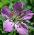wfshl-geranium2.jpg (50312 bytes)