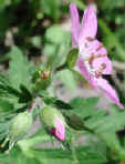 wfshl-geranium3.jpg (60094 bytes)