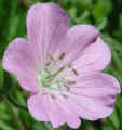 wfshl-geranium4.jpg (50467 bytes)