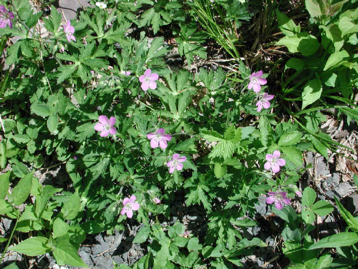 Geranium, Wild (Geranium maculatum) - 05