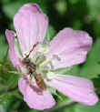 wfshl-geranium6.jpg (47312 bytes)