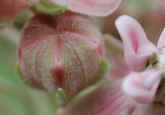 wfshl-milkweed5.jpg (25921 bytes)