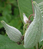 wfshl-milkweed7.jpg (54571 bytes)