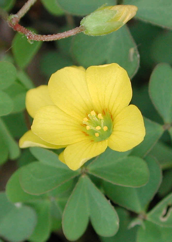 Yellow WoodSorrel (Oxalis stricta) 03 Wild Flowers of