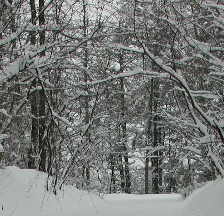 Snows of Winter 2002-3 - January 4th - 05a