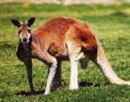 hunting Andrew Pell kangaroo sacred
