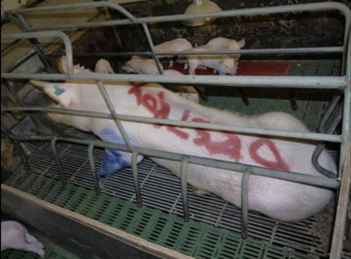 caged sow