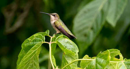 John Cannon poetry hummingbird