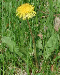awinnerdandelion.jpg (735209 bytes)