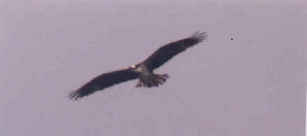 hawk eagle flying